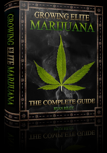 Бесплатно скачать книгу марихуана анализ на наркотики для мвд